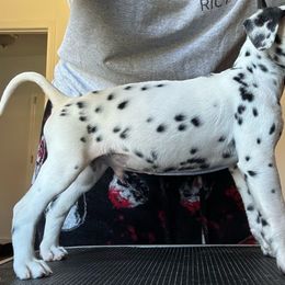 Caesar - White and black Dalmatian puppy in Richmond, Virginia from Darrfield