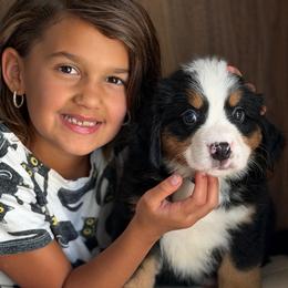 Donny domino - Tri-color male Bernese Mountain Dog puppy in Yuciapa, California from AlltheDoodlez_