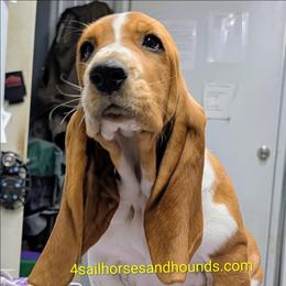 Shelby - Mahogany and white female Basset Hound puppy in Franklin, Indiana from 4 Sail Quarter Horses and Hounds