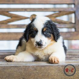 Sid - Black tri male Miniature Australian Shepherd puppy in Buna, Texas from R & C Kennels