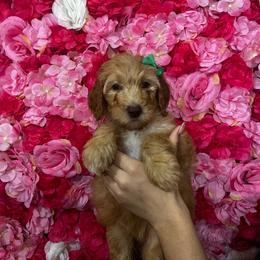 Green collar - Cream female Goldendoodle puppy in Bakersfield, California from Cisneros Goldendoodles