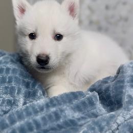 Siberian Husky Puppies from Snowy Siberians