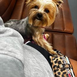 Blu Belle - Yorkshire Terrier