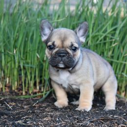 French Bulldog Puppies from Bleu Rock French Bulldogs