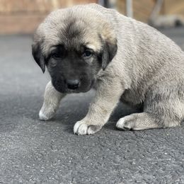Anatolian Shepherd Dog Puppies from Wild Rooster Family Farm (AKC Anatolians OFA Hips Tested)