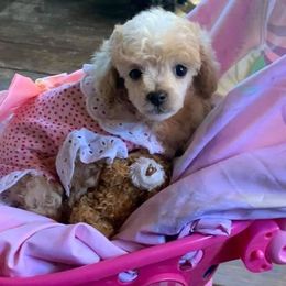 Dachshunds, German Shepherds, and Poodles from K2D2 Farm