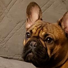 French Bulldogs from Three Frenchies