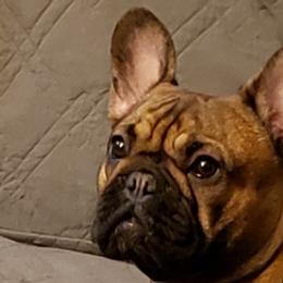 French Bulldogs from Three Frenchies