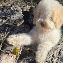 Cane Corso, Goldendoodles, Lagotti Romagnoli, and Russian Toys from Nesting Dolls