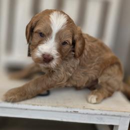Cedar - Apricot male Goldendoodle puppy in Decatur, Tennessee from Diamond's Doodles