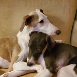 Italian Greyhound All Grown Up from Heartsdesire Italian Greyhounds