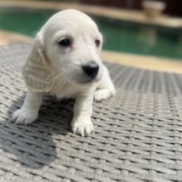 Jack Frost - Cream male Dachshund puppy in Early, Texas from Ryan House Dachshunds