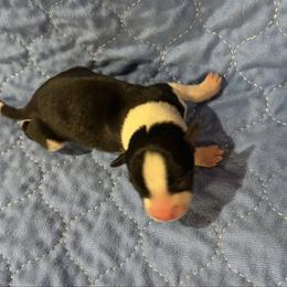 Dewey - Black white and tan male Rat Terrier puppy in Savoy, Texas from Rockin EZ Rat Terriers