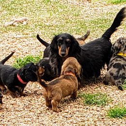 Dachshund Puppies from OzO Dachshunds