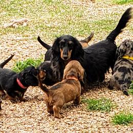 Dachshund Puppies from OzO Dachshunds
