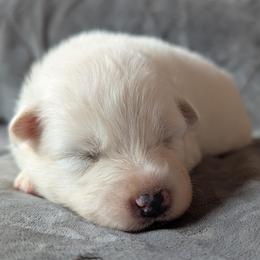AKC Boy 'Coconut' - White male Samoyed puppy in Tombstone, Arizona from High Lonesome