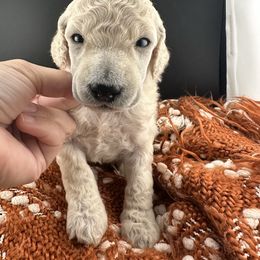 Sarah - White female Poodle puppy in Ephrata, Washington from NCR Ranch