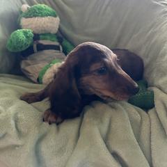 Dachshund Puppies from Dashing Doxie’s