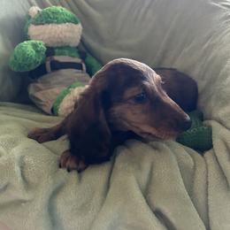 Dachshund Puppies from Dashing Doxie’s