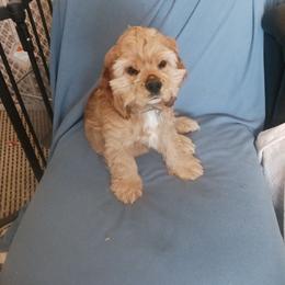 Chet - Red male Cocker Spaniel puppy in New York, New York from Donna Vaughn