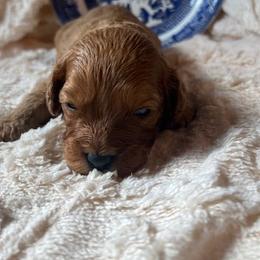 Lady Arabella Rose - Red female Cavapoo puppy in Fairmont, West Virginia from Ruby Heirloom Companions