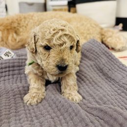 George - Cream male Goldendoodle puppy in Piedmont, Oklahoma from Perdue Puppies