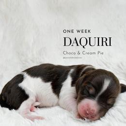 Daiquiri - Piebald female Dachshund puppy in Redding, California from Jean & Mae Doxies
