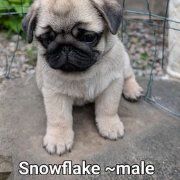 Snowflake - Fawn male Pug puppy in Vernon, New York from Cydney & Co Pugs