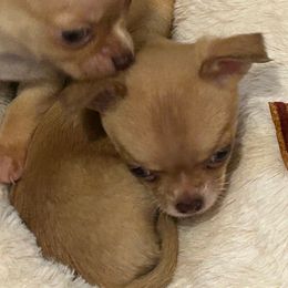 Cooper - Chocolate male Chihuahua puppy in Hampton, Virginia from Chilove Chihuahuas