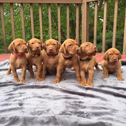 Brittany and Vizsla Puppies from Dzika Place Kennels