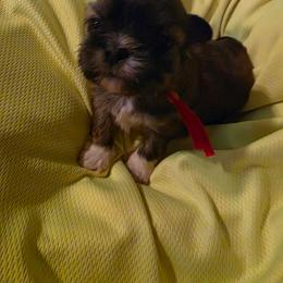 Rudy - Brindle male Shih Tzu puppy in Bruceville, Indiana from Baby Girl’s Yorkies, Shih-Tzu, Shorkies