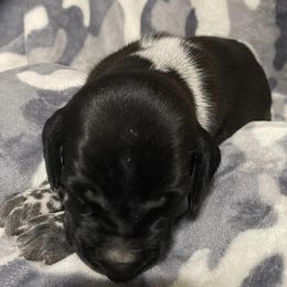 German Shorthaired Pointers from Southern Missouri GSP Puppies