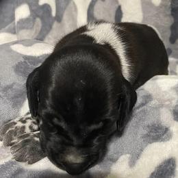German Shorthaired Pointers from Southern Missouri GSP Puppies