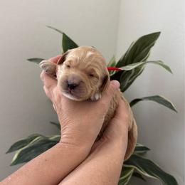 Red collar - Apricot female Goldendoodle puppy in Surprise, Arizona from AZ Ohana Doodles