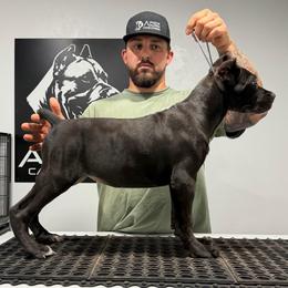 Black Female 3 - Black female Cane Corso puppy in Cashion, Oklahoma from APEXOK Cane Corsos LLC