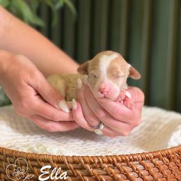 Ella - Apricot female Goldendoodle puppy in Van Alstyne, Texas from Forest Haven Doodle Co.