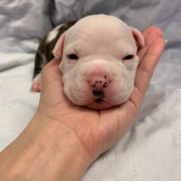 American Staffordshire Terrier Puppies from America's Best