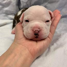 American Staffordshire Terrier Puppies from America's Best