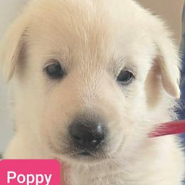 Girl 1 - White female German Shepherd puppy in Tonopah, Nevada from Mercy's White Shepherds