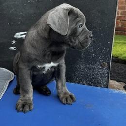 Cane Corso puppies from Ruben Cane Corso