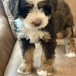 Bernedoodle and Goldendoodle Puppies from It’s A Puppy Thing