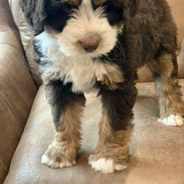 Bernedoodle and Goldendoodle Puppies from It’s A Puppy Thing