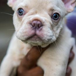 French Bulldog Puppies from Cocoskennel