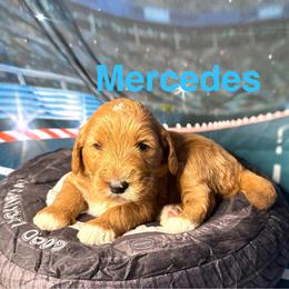 Mercedes - Red  female Goldendoodle puppy in Chelan, Washington from North Cascades Doodles
