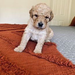 Bernedoodle and Labradoodle Puppies from Royal Doodles