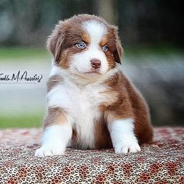 Flint - Red tri-color male Australian Shepherd puppy in Olivehurst, California from Double M Aussies