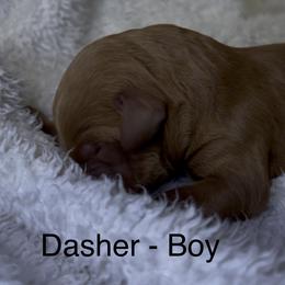 Dasher - Red male Bernedoodle puppy in Greenville, South Carolina from Halo BerneDo