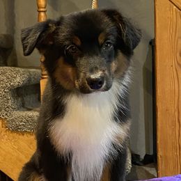 Boy 4 - Black tri Miniature American Shepherd puppy in New Mexico from Von Südwest German Shepherds and Mini American Shepherds