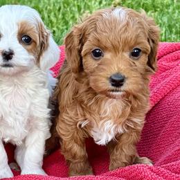 Acai - Red  female Goldendoodle puppy in Bountiful, Utah from Red Brick Doodles