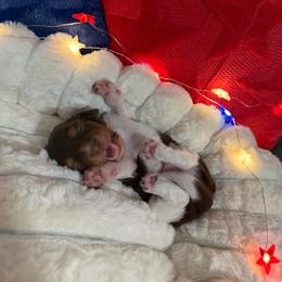 Chip - Piebald male Dachshund puppy in Erie, Michigan from Champagne’s Grinch Toe’d Dachshunds
